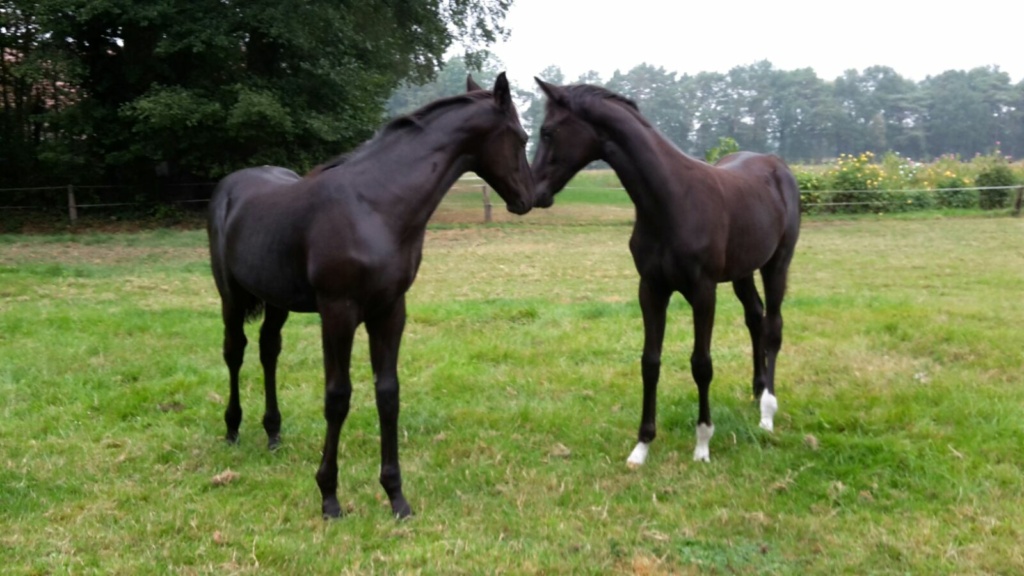 Zwei Rappfohlen (Livaldon x De Niro und Fürstenball x De Niro) stehen auf einer grünen Weide und berühren sich sanft mit den Nüstern.