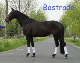 7 Jahre alte dunkelbraune KWPN Stute Bostrade von Jazz aus der Pastrade von Flemmingh x Amor