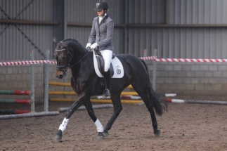 Knapp 3 Jahre alte dunkelbraune KWPN Zuchtstute Bostrade von Jazz aus der Pastrade von Flemmingh x Amor unter dem Reiter bei der SLP