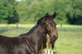 Fohlen Portrait