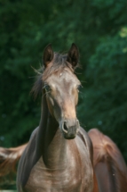 Fohlen Portrait