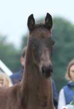 Fohlen Portrait