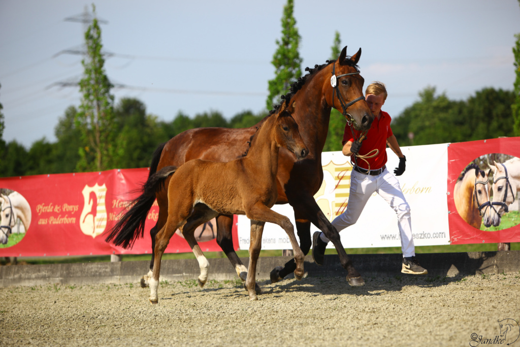 Hannoveraner Stutfohlen Josie von Jovian aus einer Jazz Mutter im Trab neben der Mutter