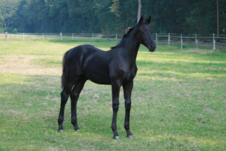 Benjamino von Bon Coeur x De Niro aus Deelayla