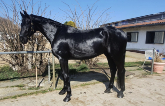 Benjamino von Bon Coeur x De Niro aus Deelayla