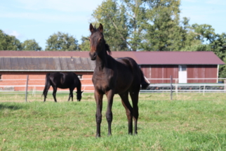 Stute Fohlen von Raven x Jazz x Flemmingh