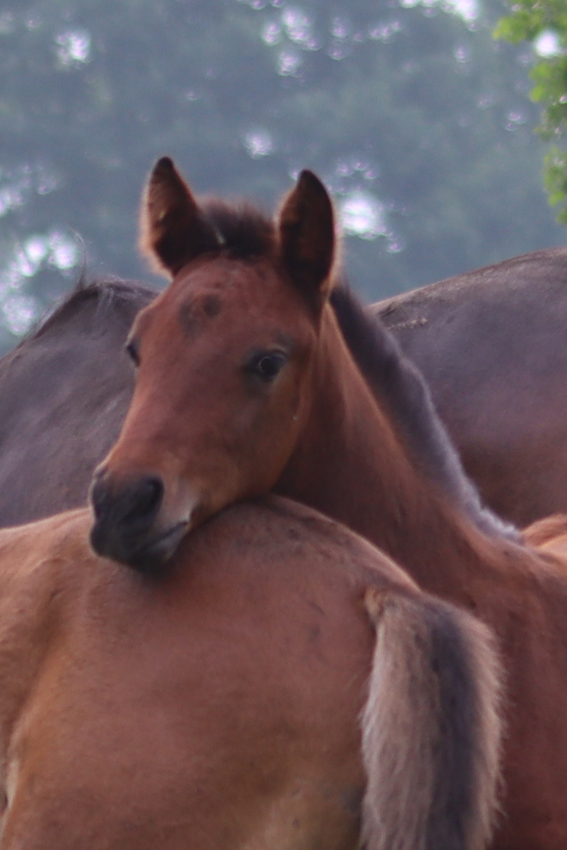 Hannoveraner Hengstfohlen Glamourjack von Glamourdale aus einer Jazz Stute mit Freund
