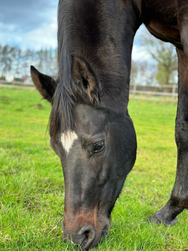 Zuchtstute Avella - Referenz Spitzenfohlen