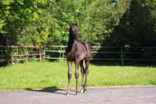 Hengstfohlen von Secret x Jazz *2023