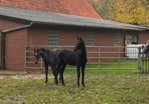 Hengstfohlen von Secret x Jazz *2023