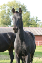 Hengstfohlen von Secret x Jazz *2023