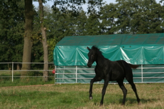 Hengstfohlen von Secret x Jazz *2023