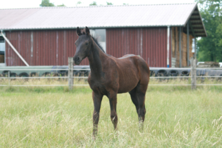 Hengstfohlen von Secret x Jazz *2023