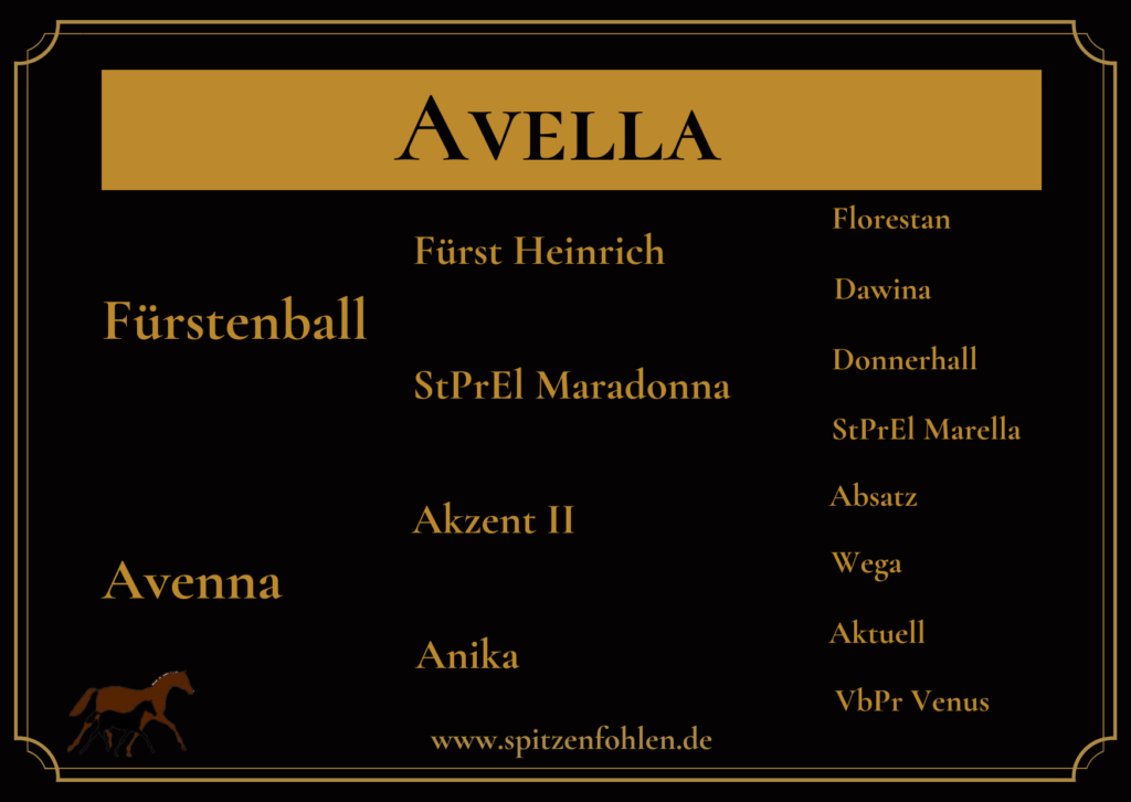 Stute von Fürstenball x Akzent II - Zuchtstute - Avella