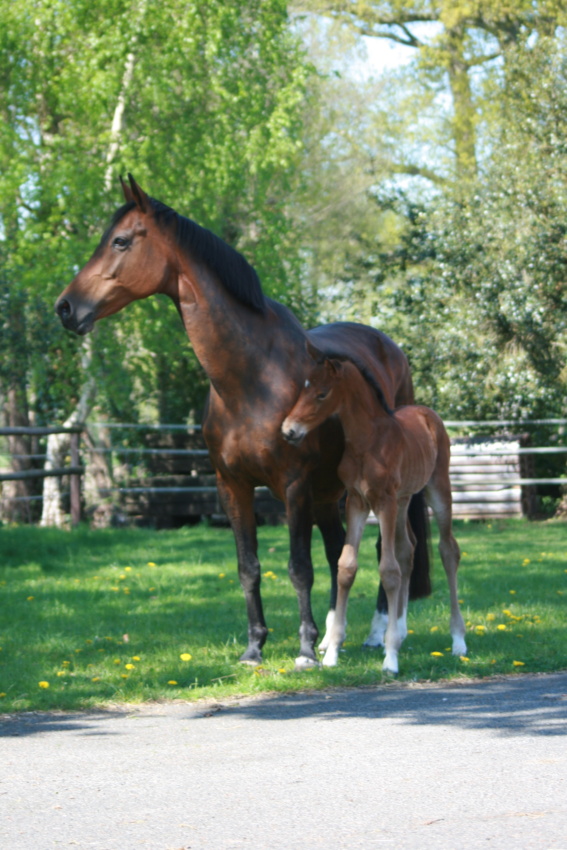 Stutfohlen geboren in OWL von Louis Löwenherz direkt vom Züchter