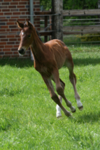 Dressage filly by Louis Löwenherz Granddaughter of Lord Europe born 2025