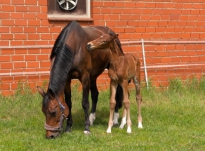 Dressage filly born in 2025 located in Germany by Louis Löwenherz by Lord Europe