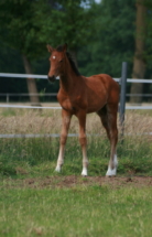 Filly Luna da Louis by Louis Löwenherz von Bellin born 2025