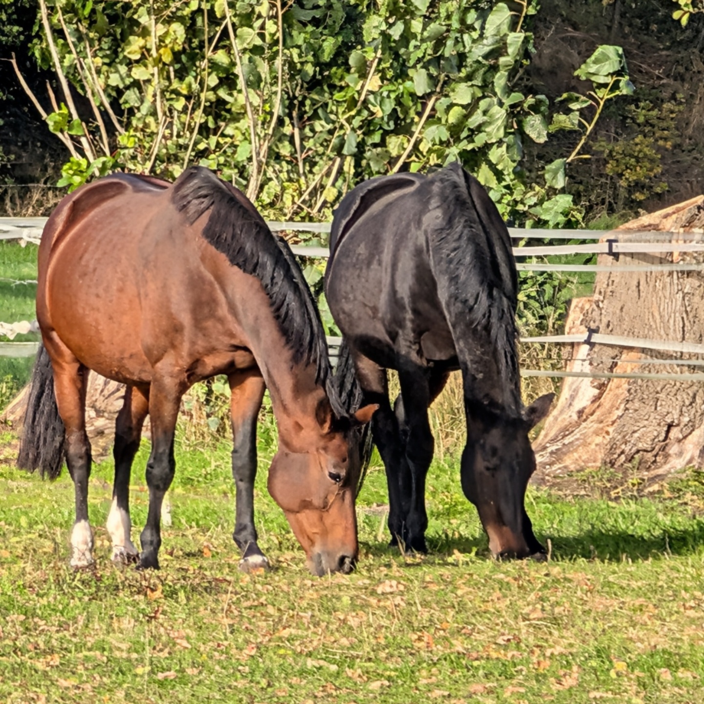 Fohlen 2026 von Blue Hors St. Schufro & Dante Weltino OLD – Spitzenfohlen