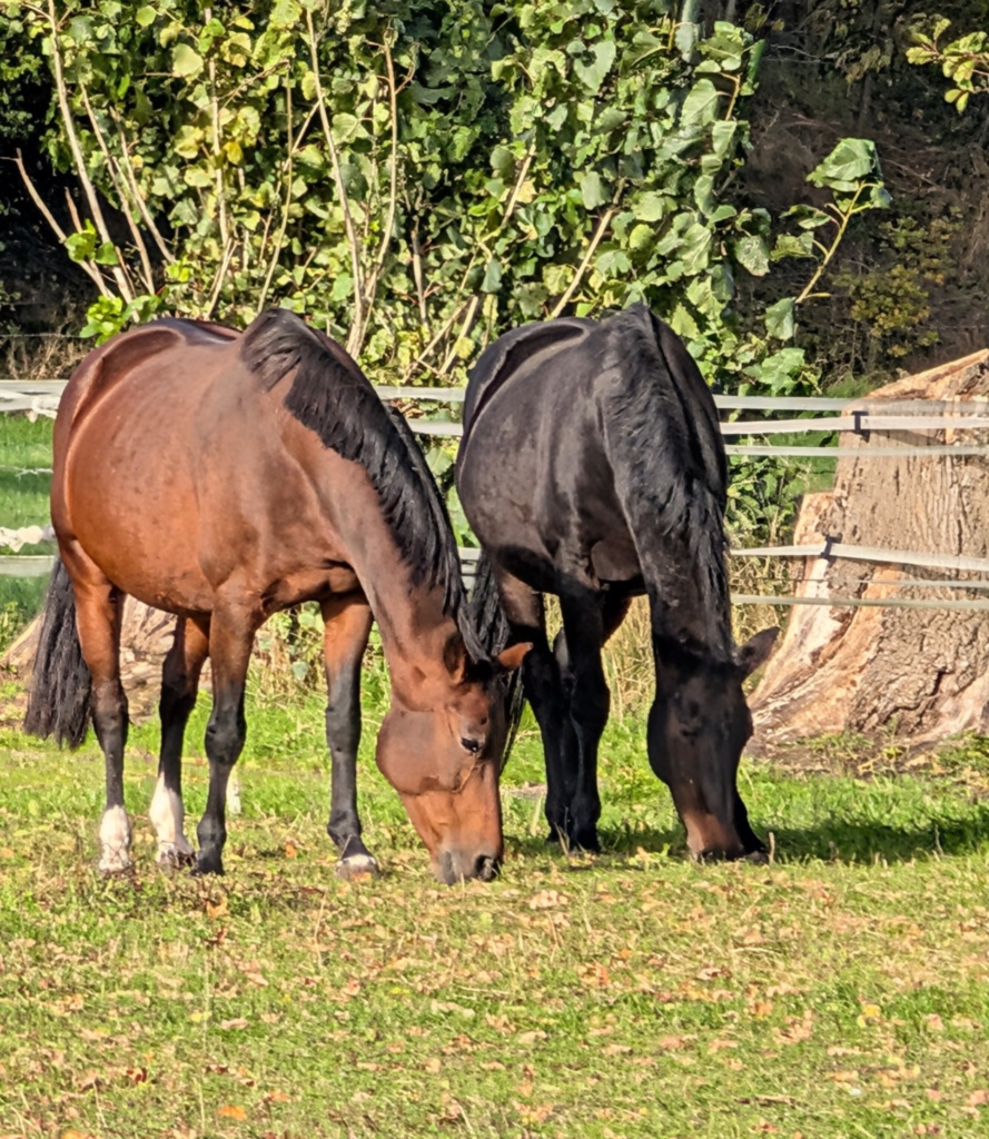 Zuchtstuten Jackie S und Bostrade auf der Weide, tragend von St. Schufro und Dante Weltino, Herbstaufnahme