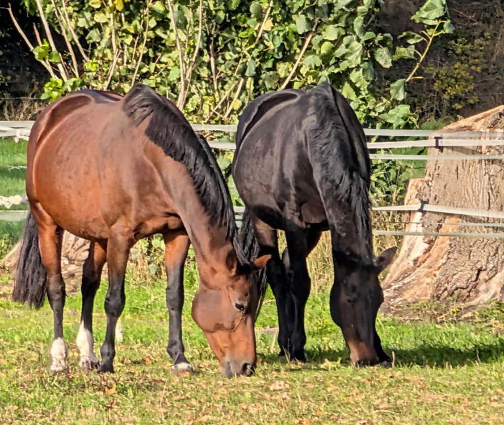 Zuchtstuten Jackie S und Bostrade auf der Weide, tragend von St. Schufro und Dante Weltino, Herbstaufnahme