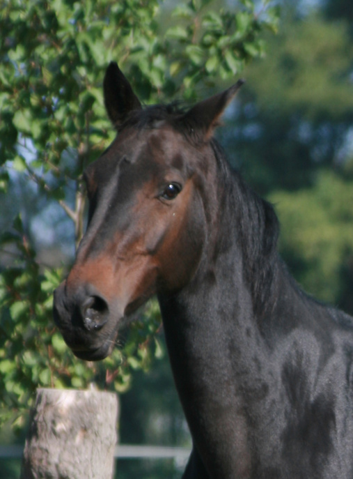 Stute Bostrade tragend von Dante Weltino OLD – Fohlen 2026