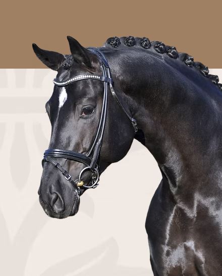 Dante Weltino OLD – Vater des Fohlens 2026 aus Bostrade