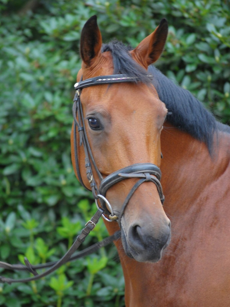 Stute Jackie S tragend von Blue Hors St. Schufro – Fohlen 2026
