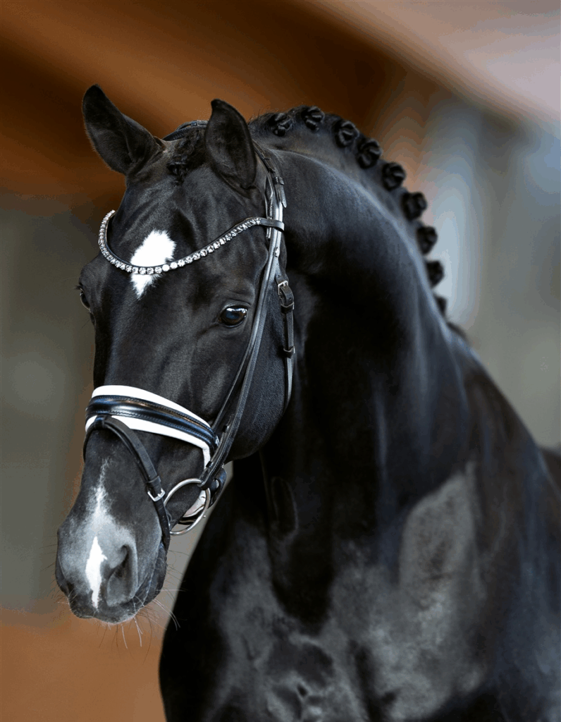 Blue Hors St. Schufro – Vater des Fohlens 2026 aus Jackie S