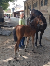 Fleur de Lis ist ein Hannoveraner Stutfohlen, welches bei mir geboren ist. Sie stammt ab von Fiji aus einer Jazz Mutter. Auf dem Bild wartet sie super brav auf der Fohlenschau. Wie man sieht, wächst sie mit täglichem Umgang auf. Stutfohlen Fleur de Lis Hannoveraner von Fiji aus einer Jazz Mutter