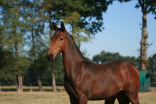 Fleur de Lis ist ein Dressurstutfohlen welches 2025 geboren und im Hannoveraner Verband eingetragen ist. Das Bild zeigt sie im Alter von 5 Monaten - ein bildschönes Stutfohlen, mit überragenden Bewegungen, welches bei mir in Rietberg (NRW) aufgewachsen ist. Ein wirkliches Spitzenfohlen - auch vom Character. Dressurstutfohlen, Hannoveraner mit Namen Fleur de Lis von Fiji aus der Bostrade von Jazz