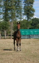 Fleur de Lis ist ein Hannoveraner Dressurstutfohlen. Sie ist 2025 geboren und stammt ab von Fiji aus der Bostrade von Jazz. Das Bild zeigt sie mit 4 Monaten. Sie steht sehr korrekt auf den Beinen und hat ein tolles Interieur. Stutfohlen geboren 2025 in Hannover eingetragen von Fiji x Jazz