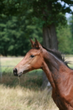 Fleur de Lis ist ein Stutfohlen welches beim Hannoveraner Verband eingetragen ist. Sie stammt ab von Fiji (Deckstation Kandziora) aus einer Jazz Mutter. Sie zeigt schon als Fohlen ganz viel Ausdruck. Hannoveraner Stutfohlen Fleur de Lis von Fiji x Jazz im Portrait