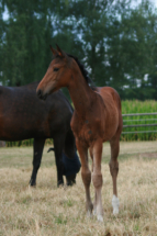 Fleur de Lis ist ein Hannoveraner Stutfohlen. Sie ist 2025 in meinen Armen geboren und stammt ab von Fiji aus einer Jazz Mutter. Das Bild zeigt sie im Sommer auf der Weide. Noch mit ganz viel Fohlenfell. Sie ist bei mir aufgewachsen mit ganz viel Liebe und täglichem Umgang. Hannoveraner Stutfohlen, Dressur gezogen von Fiji aus einer Jazz Mutter