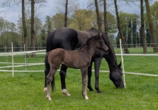 Rappstutfohlen *2025 von Extreme U.S. (Escamillo) x De Niro – mit Deelayla auf der Weide