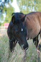 Rappstutfohlen *2025 von Extreme U.S. (Escamillo) x De Niro – Portrait Kopf