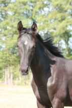 Rappstutfohlen *2025 von Extreme U.S. (Escamillo) x De Niro - ein Bild von einem Stutfohlen.