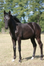 Rappstutfohlen *2025 von Extreme U.S. x De Niro super schön gezeichnet