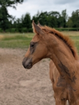 Stutfohlen Hannoveraner Escalara von Escamillo x Vivaldi Dunkelfuchs