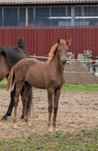 Dressurstutfohlen von Escamillo x Vivaldi - kurz vor dem Absetzen mit 5 Monaten