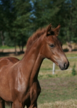 Dressurstutfohlen Hannoveraner Escalara von Escamillo 4 Monate alt