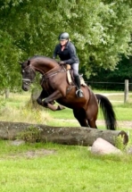 Fünfjähriger Rappwallach in Hannover registriert von Franklin aus einer Fürstenball Mutter