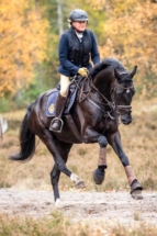 Fünfjähriger Hannoveraner Dressurwallach Finero von Franklin im Gelände