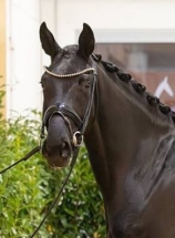 Im Portrait mit vier Jahren zeigt Irma la Douce viel Ausdruck und Eleganz. Mit Trense wirkt sie aufmerksam und ruhig. Ihr Kopf ist edel und feminin. Die Ausbildung erfolgt behutsam und pferdegerecht. 4-jährige Hannoveraner Stute Irma la Douce von Imposantos aus einer De Niro-Mutter im Portrait