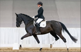 Unter dem Reiter zeigt Irma la Douce einen sehr elastischen Trab. Sie wirkt losgelassen, taktsicher und konzentriert. Die Ausbildung baut auf ihrer soliden Grundveranlagung auf. Ihre Entwicklung bestätigt die Qualität der Abstammung. 4-jährige Hannoveraner Stute Irma la Douce von Imposantos aus einer De Niro-Mutter unter dem Reiter