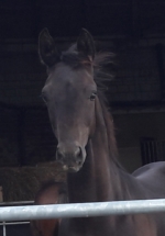 Jährling Westfale Hengst Malou 81 von Millennium aus einer De Niro Mutter