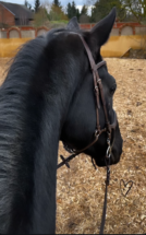 5-jähriger Westfale Wallach Malou 81 von Millennium aus einer De Niro Mutter Kopfportrait vom Sattel aus