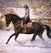 6-jähriger Westfale Wallach Malou 81 von Millennium aus einer De Niro-Mutter in der Bewegung