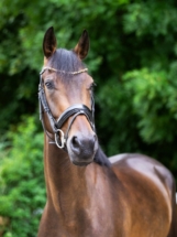 Mit vier Jahren zeigt sich Rosalie Regenbogen als bildschöne Hannoveraner Stute. Ihr Kopf wirkt edel und aufmerksam. Die Kombination aus Raven und der hochleistungsgeprüften Jazz-Flemmingh-Linie prägt ihr Erscheinungsbild. Ihre Entwicklung verläuft ruhig und konstant. 4-jährige Hannoveraner Stute Rosalie Regenbogen von Raven aus einer Jazz-Mutter