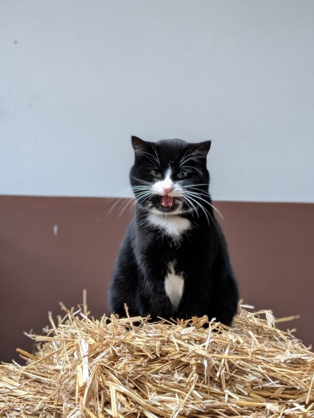Stallkatze Panda sitzt auf einem Strohballen und miaut lautstark in die Kamera – Alltag im Stall der Pferdezucht Silke Kuhlenkamp.